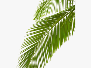 Clip Art Arecaceae Leaf Stock Photography - Transparent Background Palm Leaves