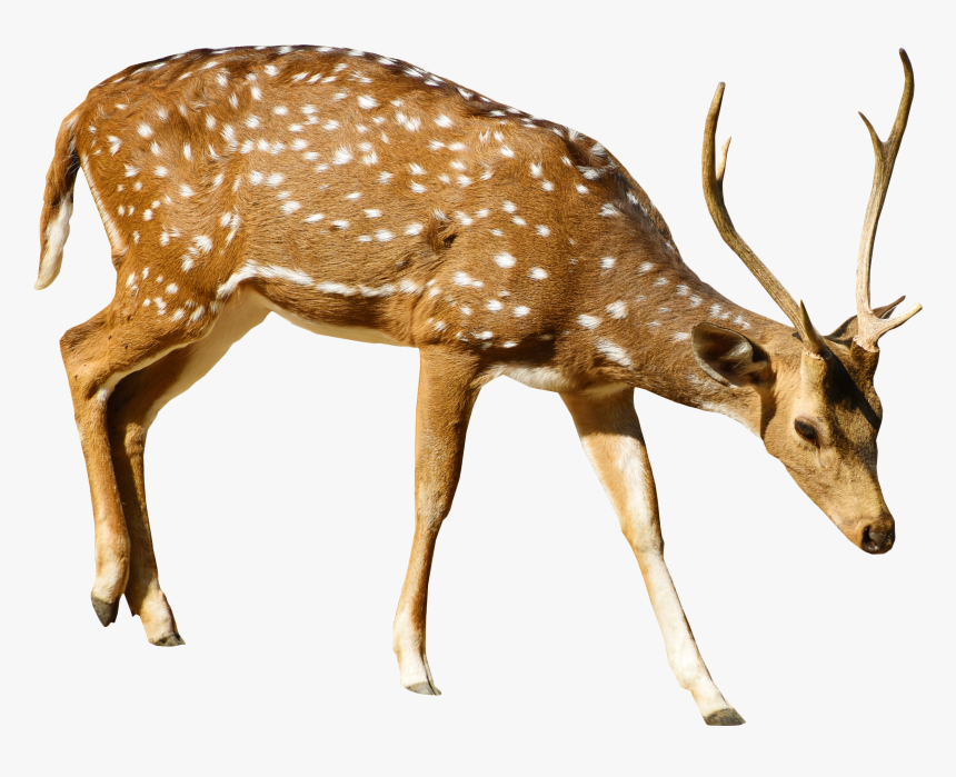 Brown Deer With White Spots Standing Png Image - Deer Png