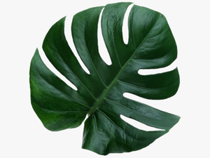 #leaf - Aesthetic Leave