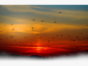 #sun #sunset #bird #birds #clouds #cloud #nature #background - Sunset With Birds In Background