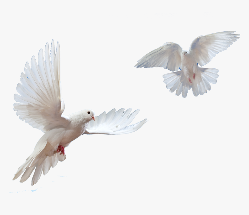 Doves Flying In Sky Png - Flying Bird Dove Png