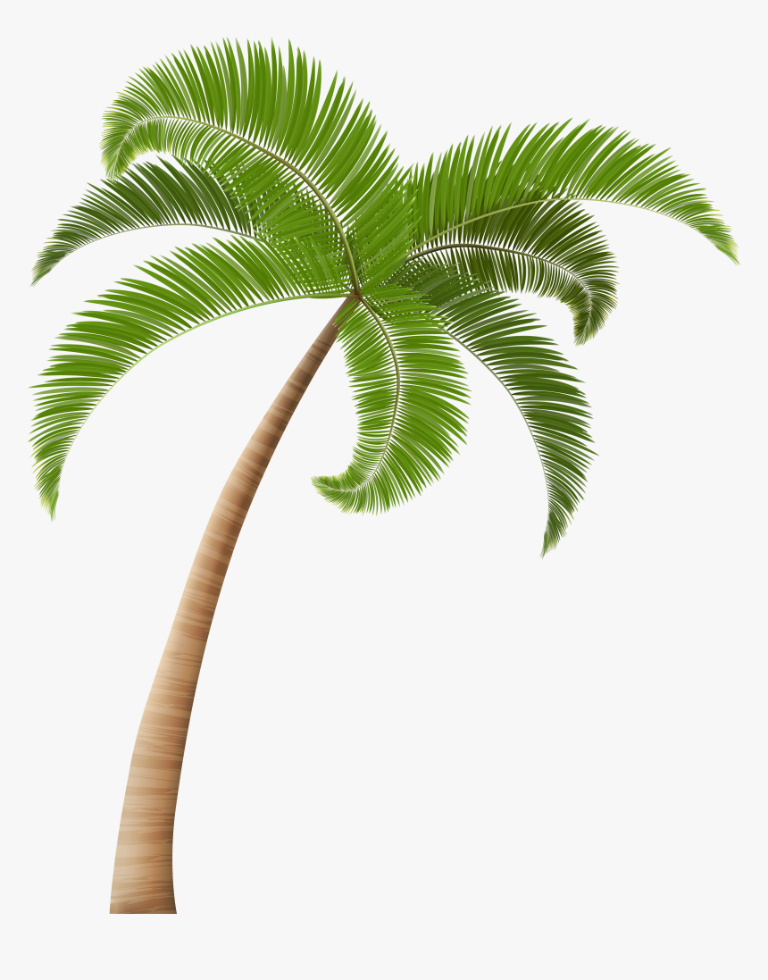 Palm Trees Clip Art - Transparen