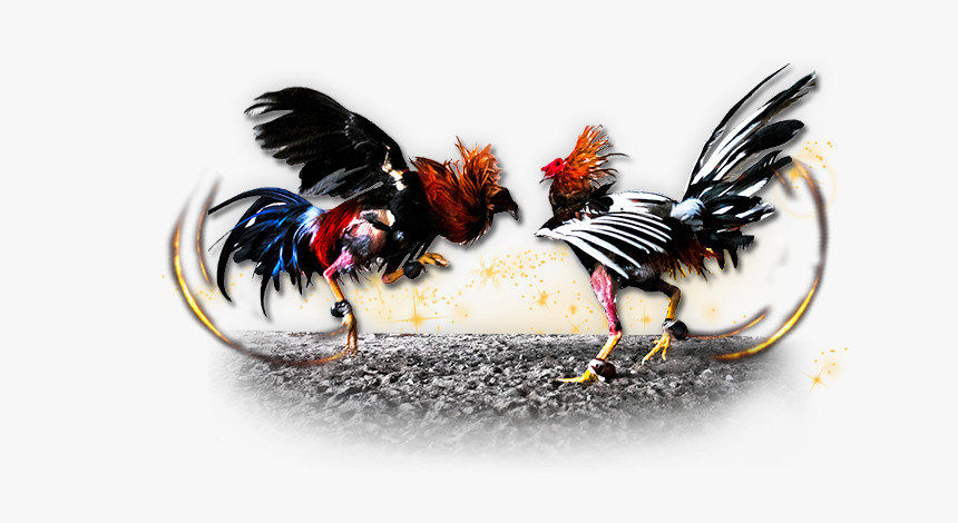 Fighting Cocks Png 3 » Png Imag