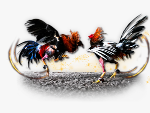 Fighting Cocks Png 3 » Png Image - Cockfighting Png