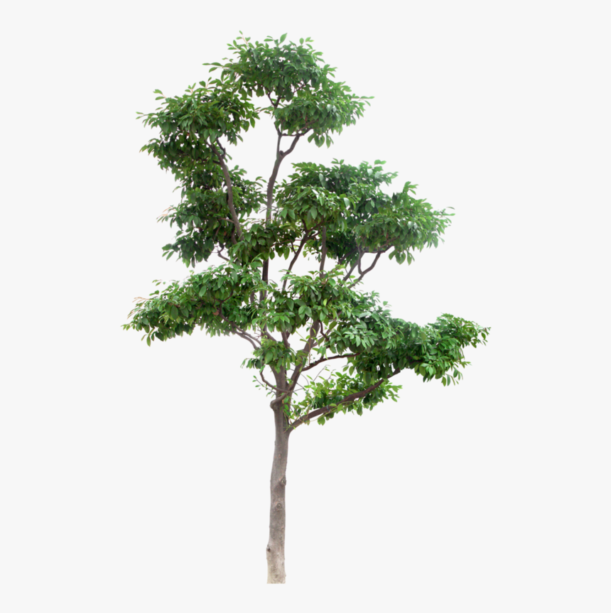 Arbre Png Download High Resolution Trees Png - High Resolution Tree Png