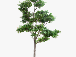 Arbre Png Download High Resolution Trees Png - High Resolution Tree Png