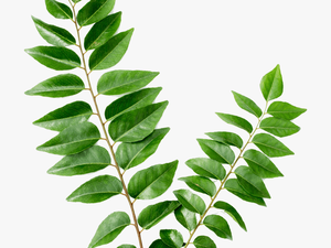 Curry Leaves Png - Leaves Curry