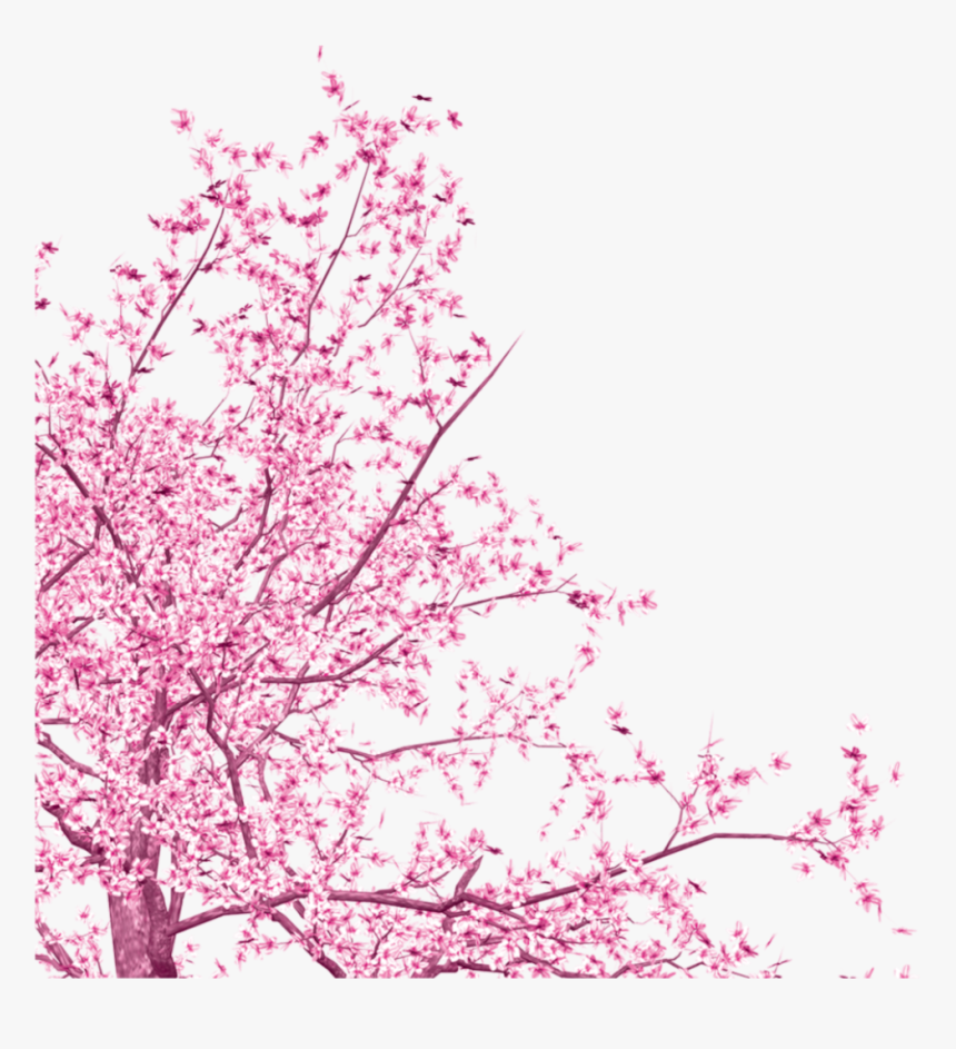 Transparent Sakura Tree Png - Transparent Cherry Blossom Vector