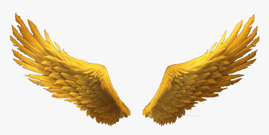 #goldenwings #goldwings #golden 
