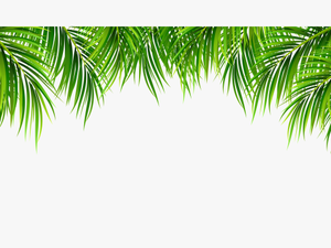 Tree Leaves Png - Transparent Background Palm Leaves