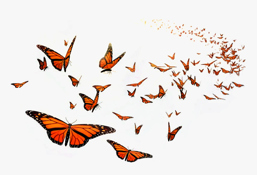 Monarch Butterfly Flight Orange 