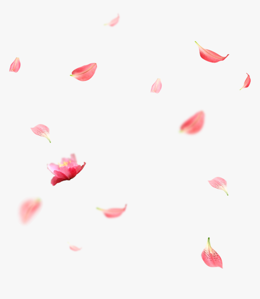 Creative Wedding Petals Falling Png Download - Cherry Blossom Petals Png