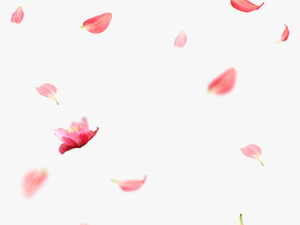 Creative Wedding Petals Falling Png Download - Cherry Blossom Petals Png