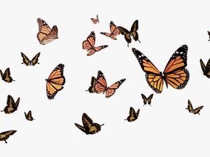 #ftestickers #butterflystickers #butterflies #butterfly - Flying Butterflies Transparent Background