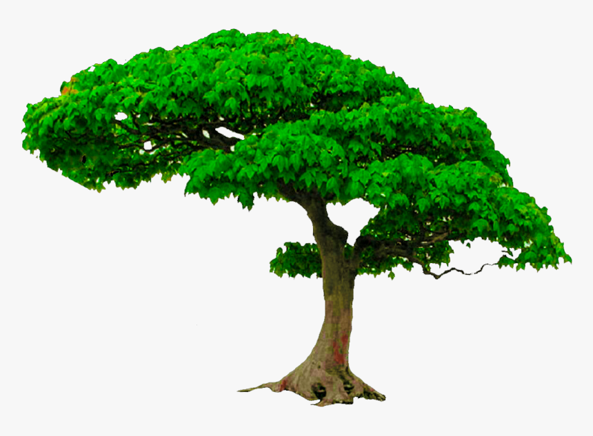 Transparent Amaterasu Png - Tree
