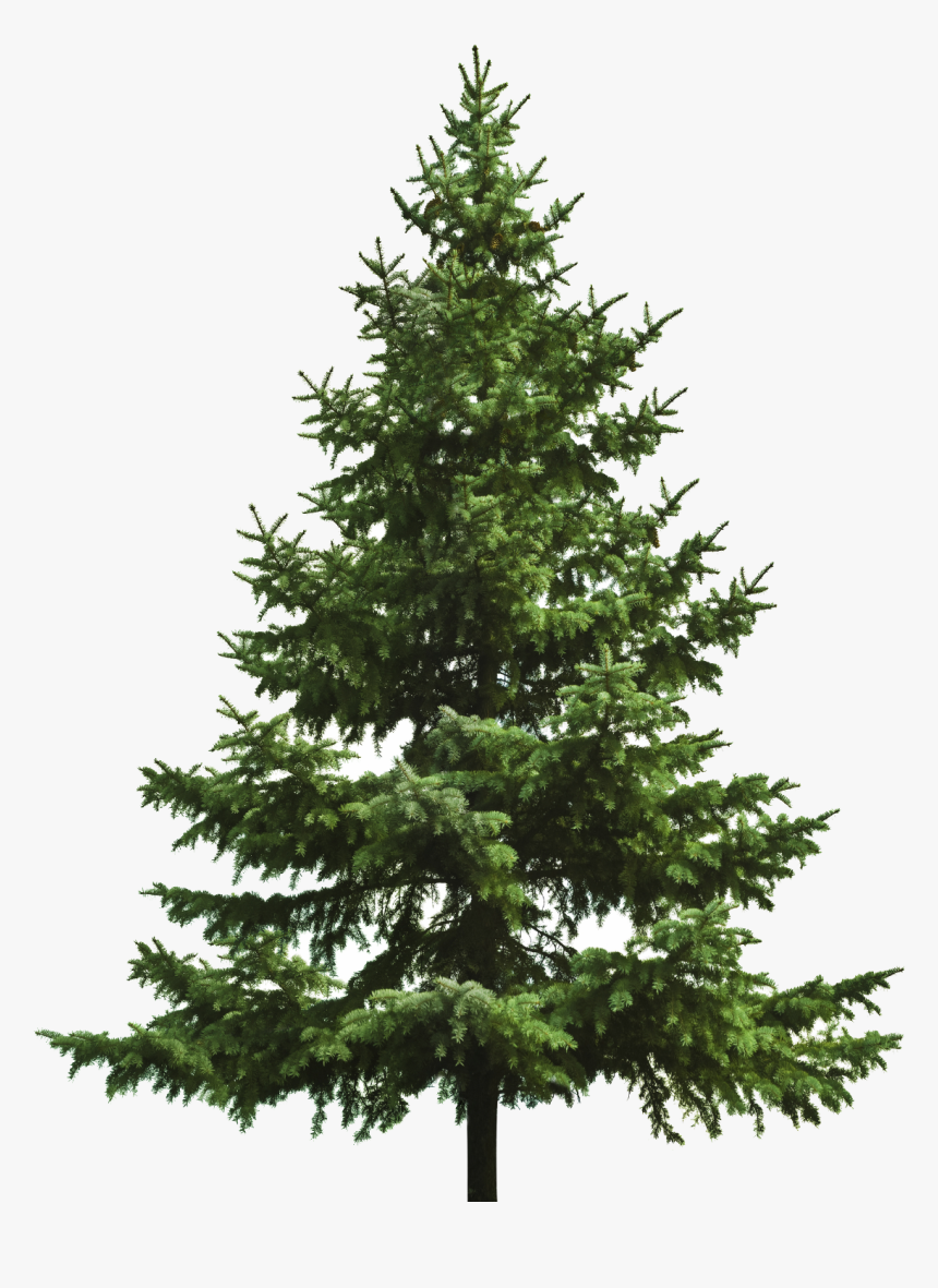 Free Download Of Christmas Tree Icon Clipart - Transparent Pine Tree Png