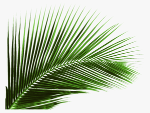 Arecaceae Leaf Palm Branch Tree - Palm Tree Leaf Png