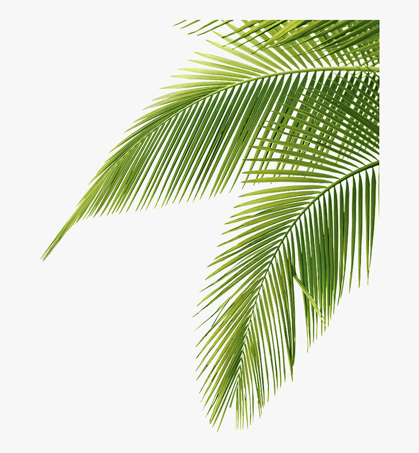 Palm Tree Leaf Png - Palm Tree L