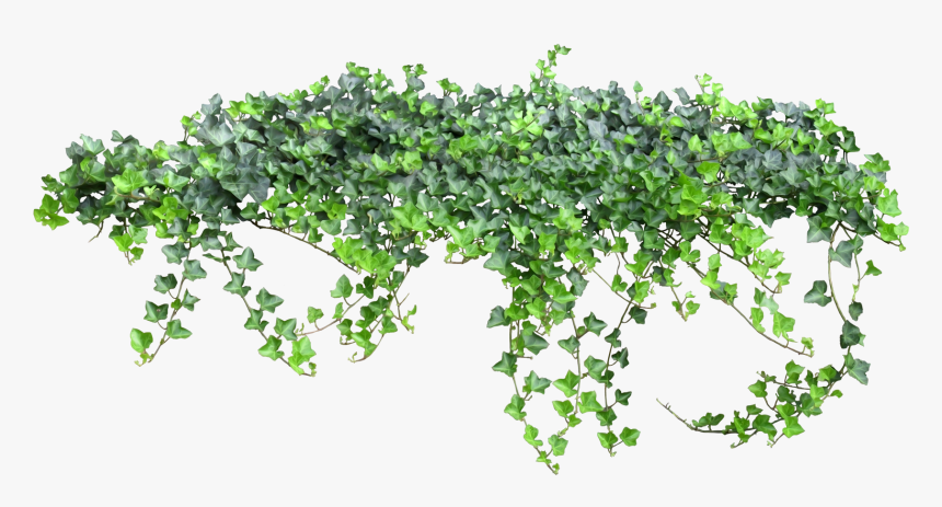 Tale Fairy Vine Ivy Texture Png Free Photo Clipart - Ivy Transparent Background