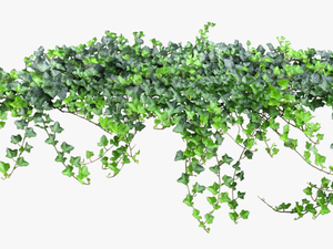 Tale Fairy Vine Ivy Texture Png Free Photo Clipart - Ivy Transparent Background