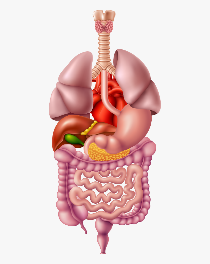 Illustrated Image Representing The Human Digestive - Human Digestive System Png