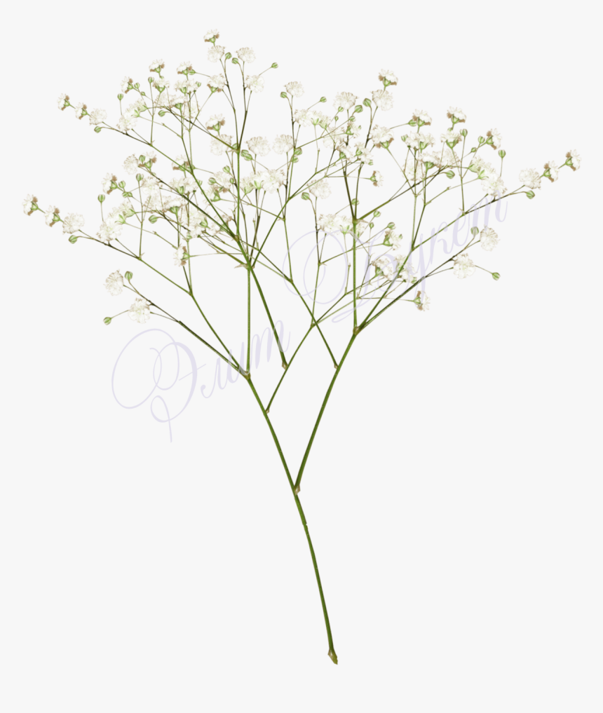 Top Images For Baby Breath Flowers Png White On Picsunday - Baby Breath Flower Png