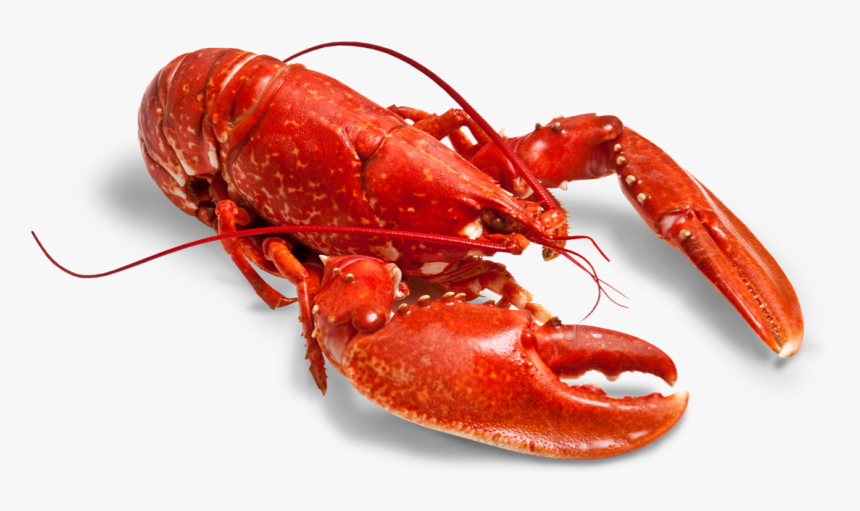 Transparent Cooked Lobster Png