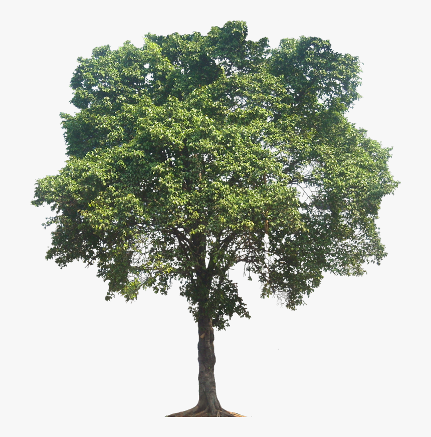 Tall Oak Tree Png