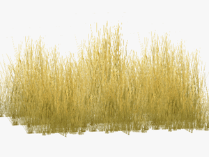 Free Png Download Yellow Grass Png Images Background - Yellow Long Grass Png
