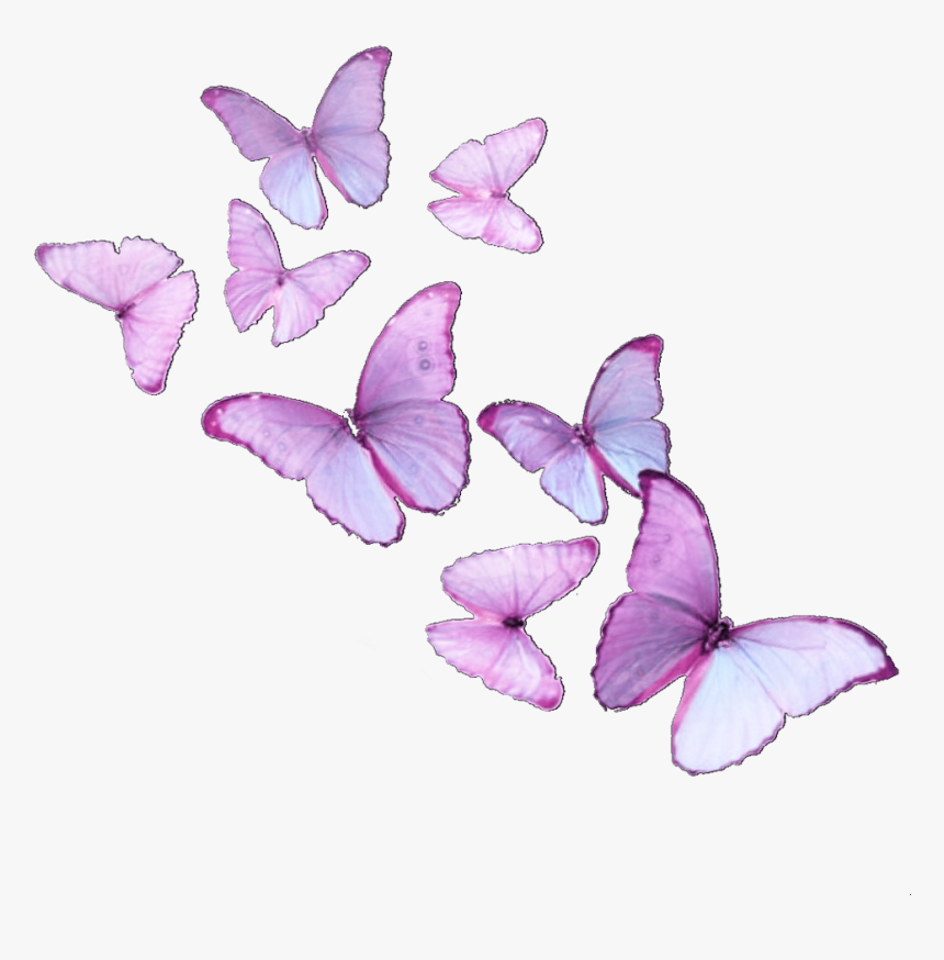 #butterfly #butterflies #butterflyeffect #butterflysticker - Brush-footed Butterfly