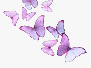 #butterfly #butterflies #butterflyeffect #butterflysticker - Brush-footed Butterfly