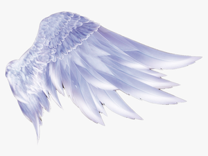 Transparent Feathers Supernatural - Angel Wings Png Hd