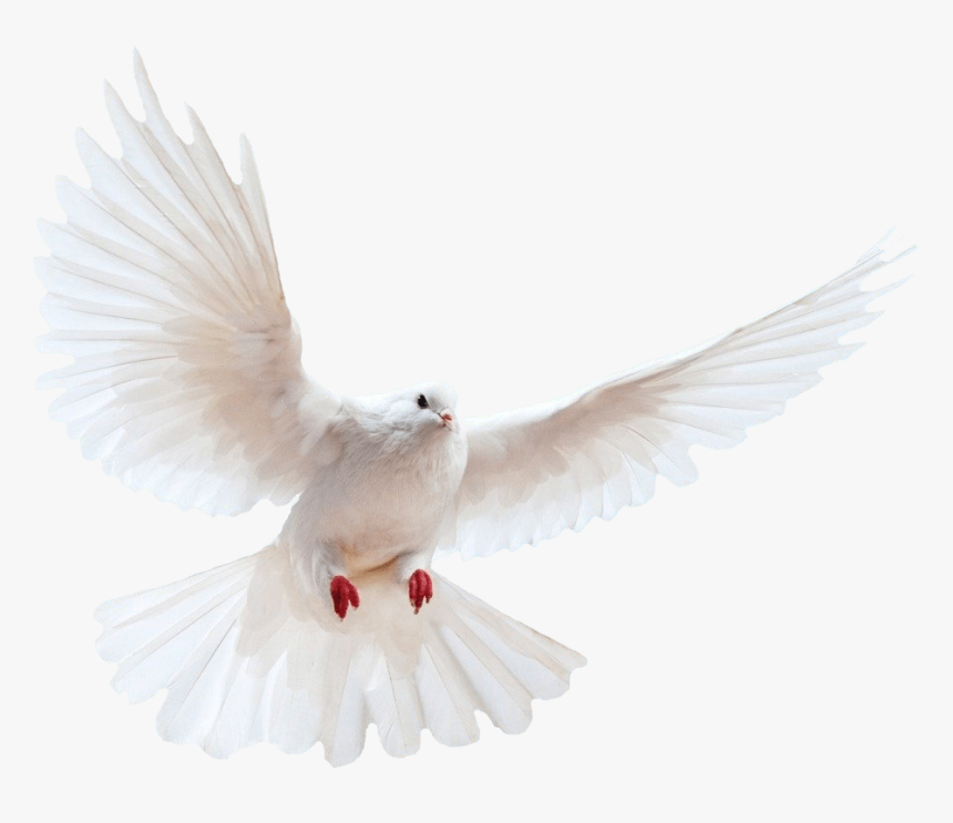 White Dove Transparent Image Bir