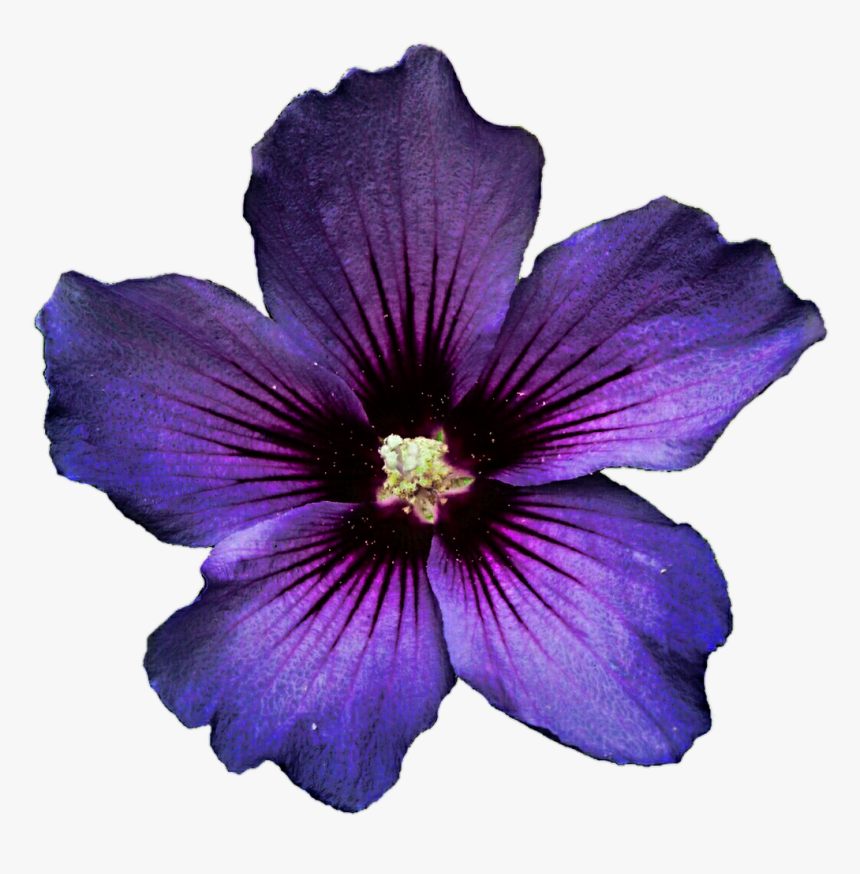 Dark Purple Flower No Background