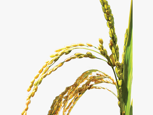 Rice Plant Png