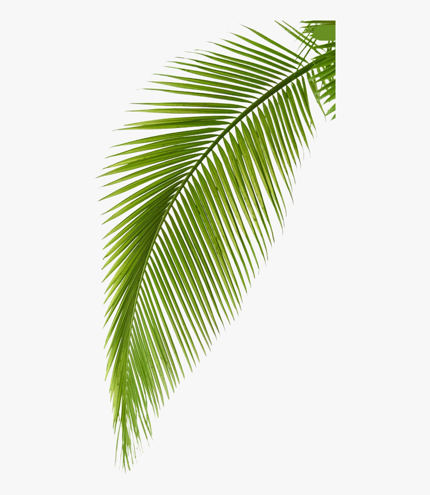 Transparent Leaf Branch Clipart - Transparent Background Coconut Leaf Png