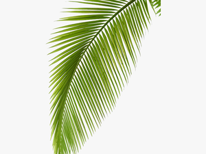 Transparent Leaf Branch Clipart - Transparent Background Coconut Leaf Png