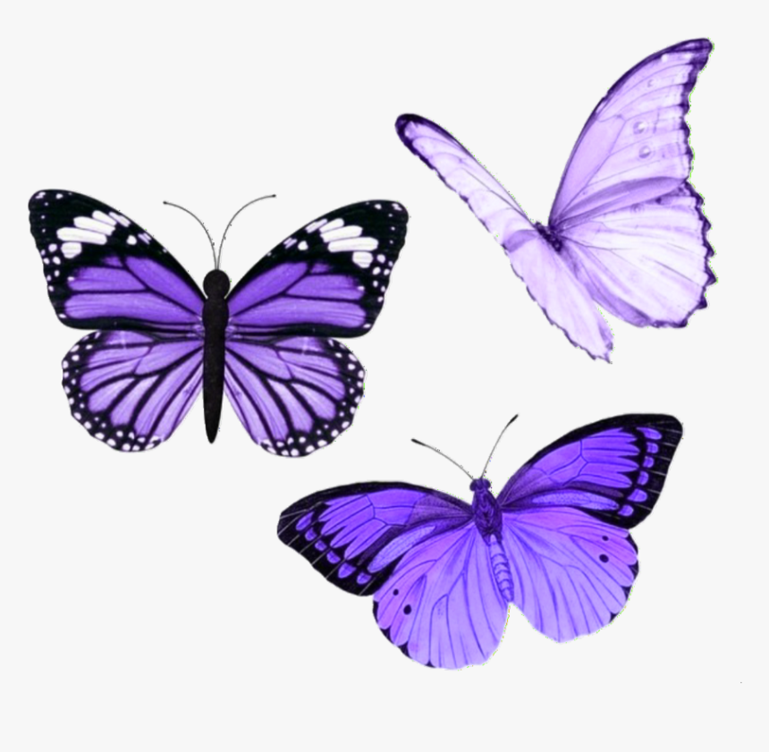 #butterfly #butterflies #purple #aesthetic #tumblr - Purple Aesthetic Stickers Butterfly