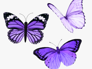 #butterfly #butterflies #purple #aesthetic #tumblr - Purple Aesthetic Stickers Butterfly
