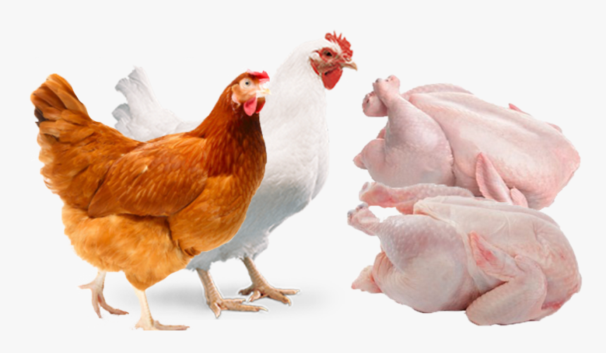 Poultry Transparent Background P