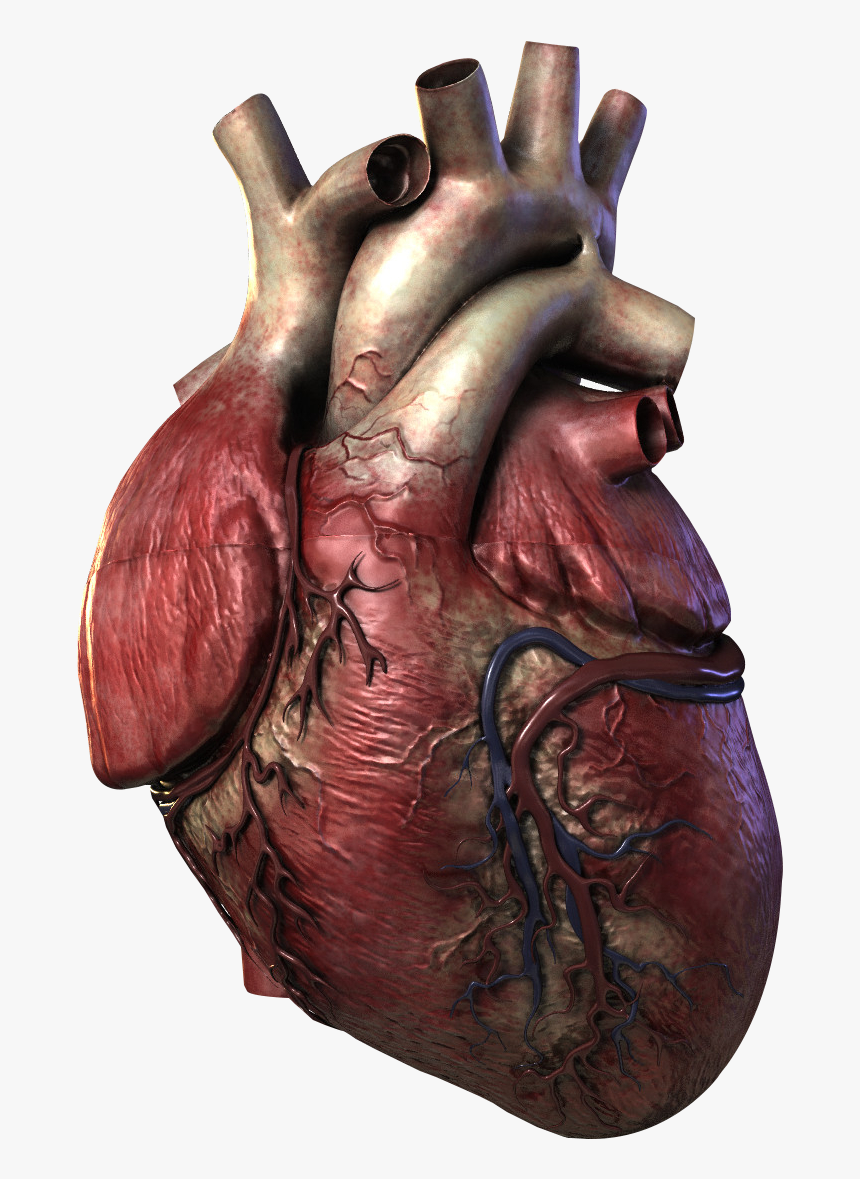 Real Heart In 3d