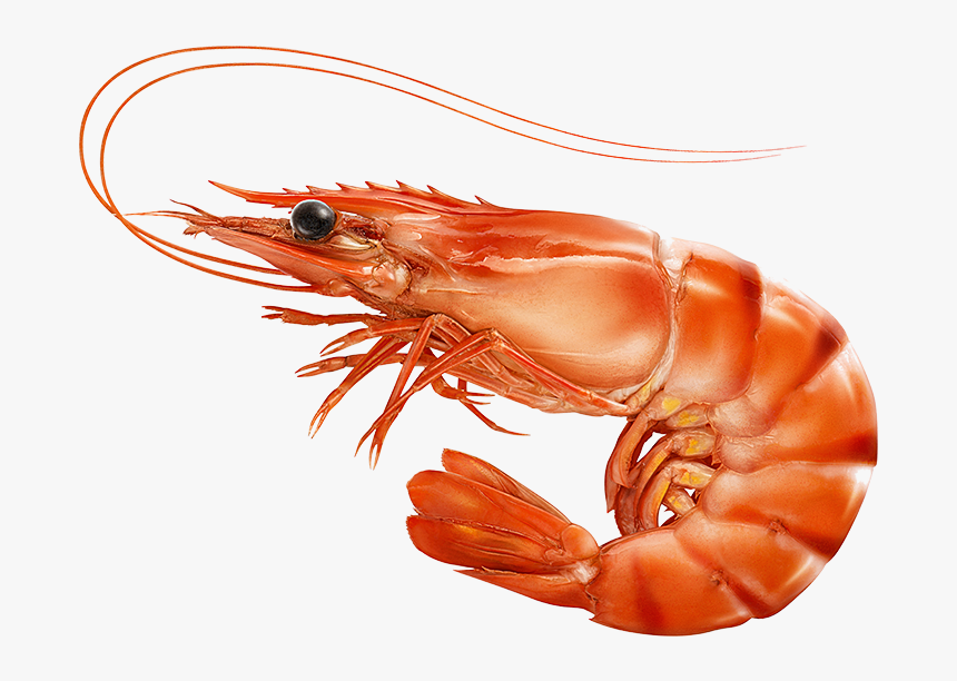 Red Cooked Prawn Or Tiger Shrimp Isolated T