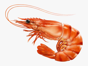 Red Cooked Prawn Or Tiger Shrimp Isolated T