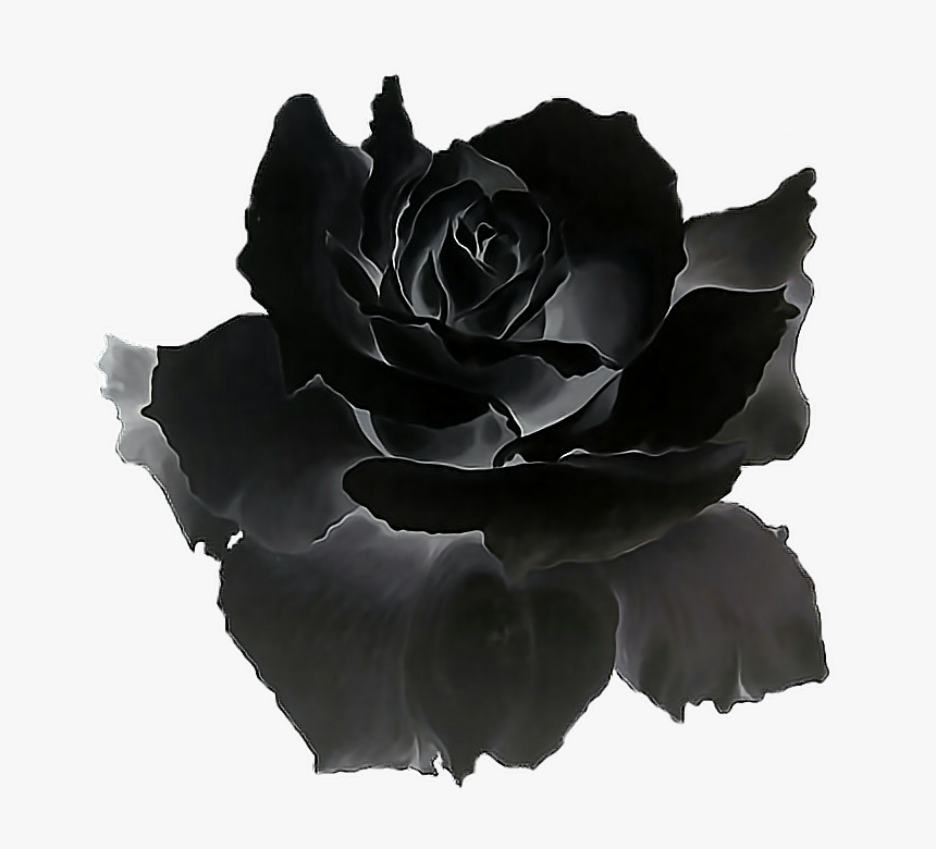 Black Rose Png - - Black Rose Gif Transparent