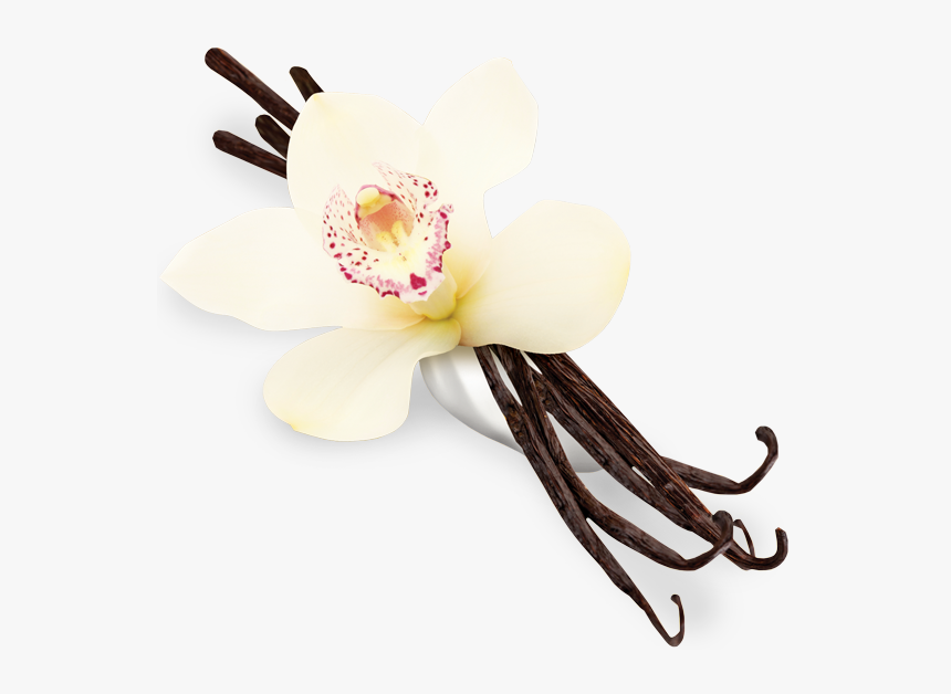 Vanilla Flower Png - Transparent