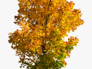 Transparent Fall Tree Png - Fall Tree Transparent Background