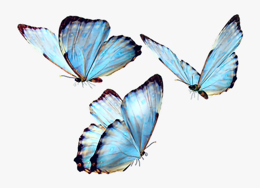 #butterfly #butterflies #butterf