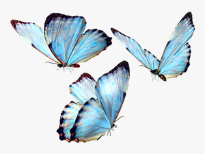 #butterfly #butterflies #butterflys #fly #blue #bluebutterfly - Butterfly Png
