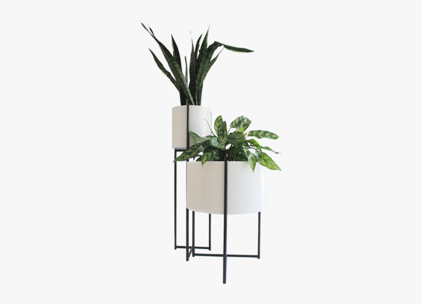 Indoor Potted Plant Png