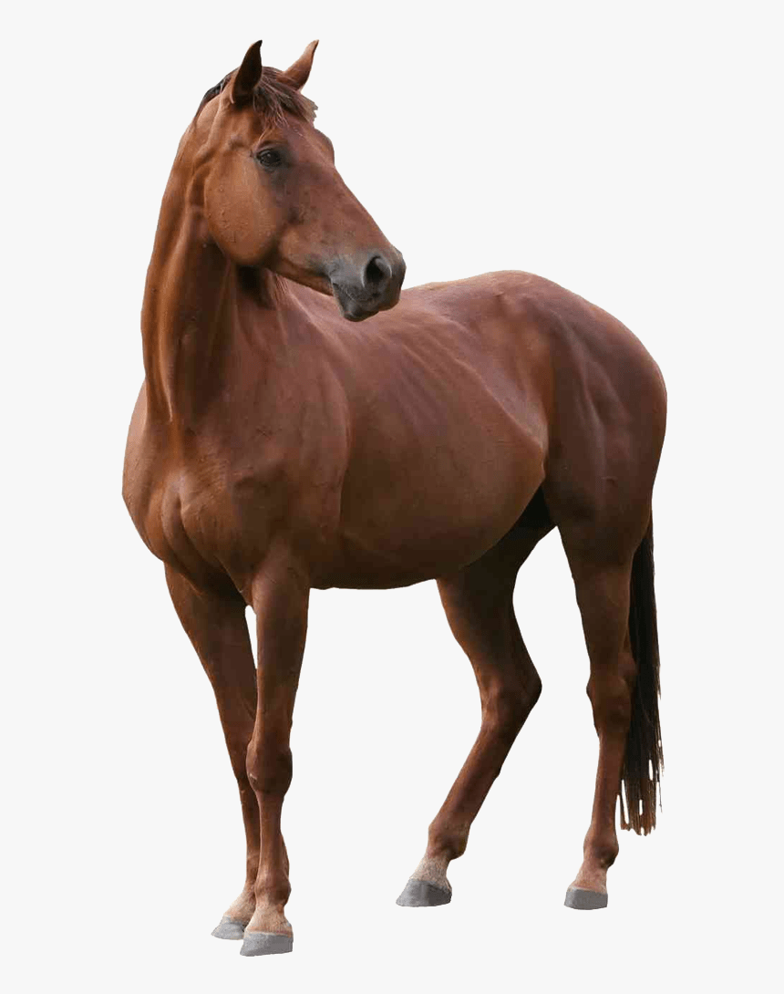 Image - Real Brown Horse Png